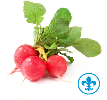 5saveurs radis frais