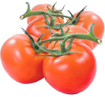 5saveurs tomates rouges vigne serre